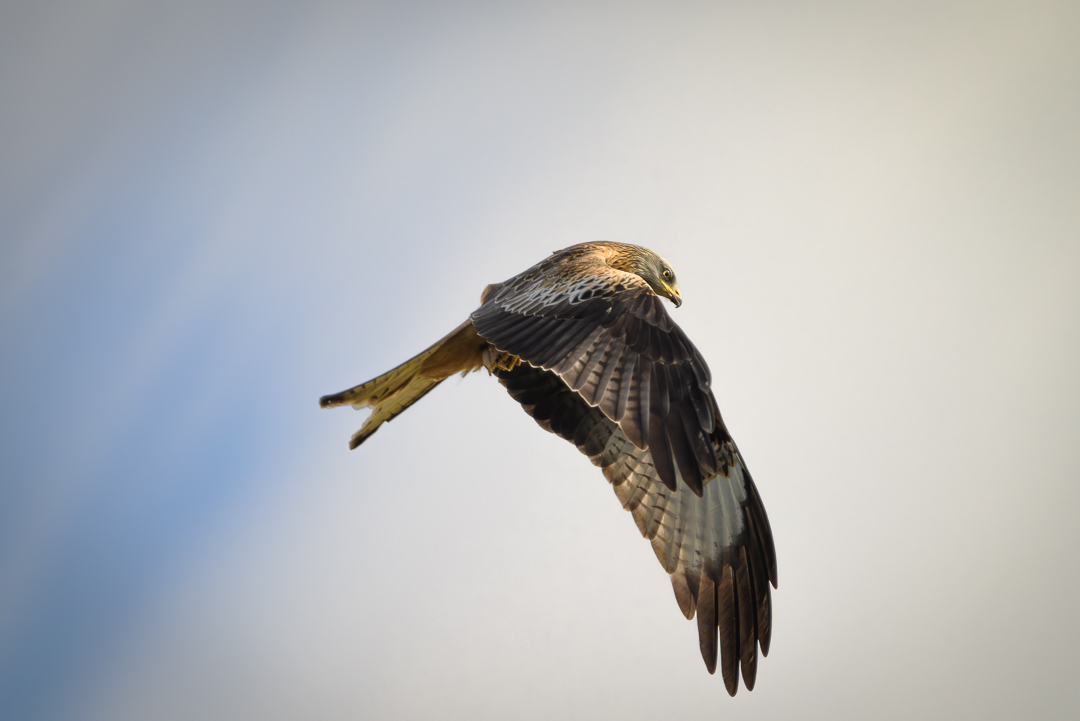 Red Kites Galore!