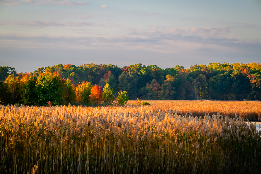 Bombay Hook in Autumn